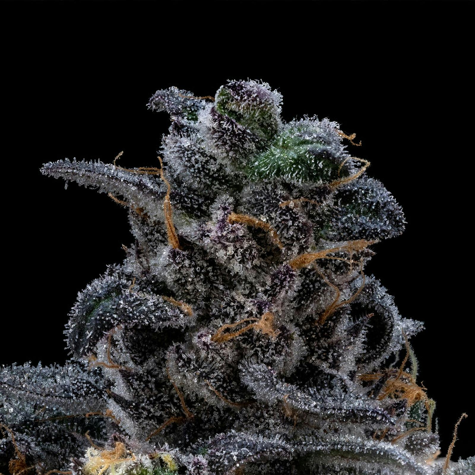 FloraCal Farms Kush Mints Leafly